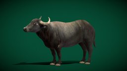 Water Buffalo (Lowpoly) africa, animals, buffalo, big, animations3d, animations, farm-animal, lowpoly, creature, bubalus_bubalis, water_buffalo, nyilonelycompany, noai, asian_buffalo, domestic_buffalo