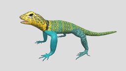 Collared Lizard tropical, pet, lizard, wild, reptile, fauna, collared, animal