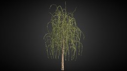 Tree_test2 tree, birch, houdini, test