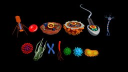 3D microscopic collection anatomy, cell, detailed, ar, microscopic, anatomy-human, microorganism, substancepainter, 3dsmax