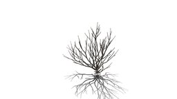 Realistic HD Rosemary willow (96/99) trees, tree, plant, plants, africa, outdoor, foliage, nature, bush, europe, middle-east, wetland, horticultural