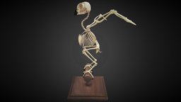 Owl skeleton owl, skeleton, bird