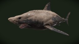 White Shark shark, fish, underwater, animals, dolphin, shell, ocean, aquarium, aquatic, whale, sealife, beluga, white-shark, great-shark, humoack, animal, sea