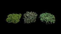 Bunch-O-Plants (.Blend Photoscans) tree, green, plant, forest, natural, leaf, fern, nature, bush, blender, blender3d