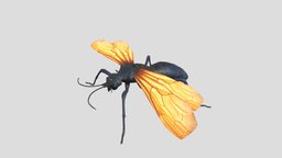 Tarantula Hawk insect, tropical, spider, bug, wild, tarantula, hawk, wasp, nature, creature