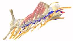The vertebrae of the neck of Rattus norvegicus anatomy, vertebra, vertebrae, rattus_norvegicus, animal_anatomy