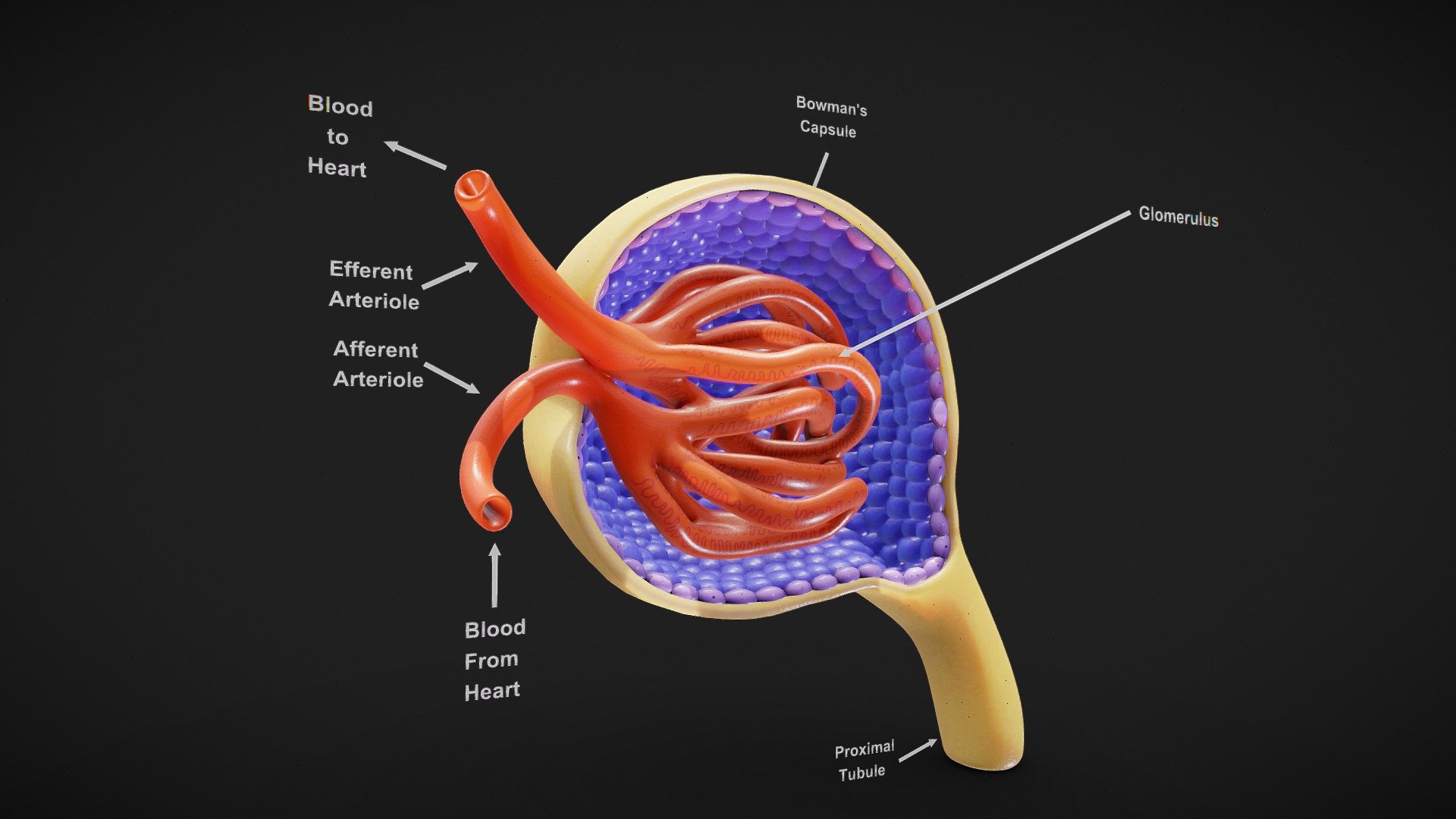 Glomerulus Anatomy

The glomerulus is a tiny, ball-shaped cluster of blood vessels located within the kidney's nephron, playing a crucial role in filtering blood to remove waste and excess substances. Its unique structure, consisting of a network of capillaries encased in a capsule-like structure called Bowman's capsule, allows for the selective filtration of blood components into the urine while retaining essential molecules in the bloodstream.




Format: FBX, OBJ, MTL, STL, glb, glTF, Blender v3.6.2

Optimized UVs (Non-Overlapping UVs)

PBR Textures | 1024x1024 - 2048x2048 - 4096x4096 | (1K, 2K, 4K - Jpeg, Png)

Base Color (Albedo)

Normal Map

AO Map

Metallic Map

Roughness Map

Height Map
 - Glomerulus Anatomy - Buy Royalty Free 3D model by Nima (@h3ydari96) 3d model