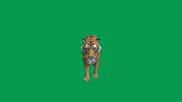 Tiger tiger, myanmar, nyi