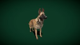Belgian Malinois Dog (Game Ready) dog, pet, animals, mammal, vr, ar, nature, game-ready, breed, belgian, domestic-animal, farm-animal, malinois, gameasset, creature, animation, working-dog, herding-dog, canis_lupus_familiaris, nyilonelycompany, noai, belgian_shepherd, belgian-malinois, well-muscled