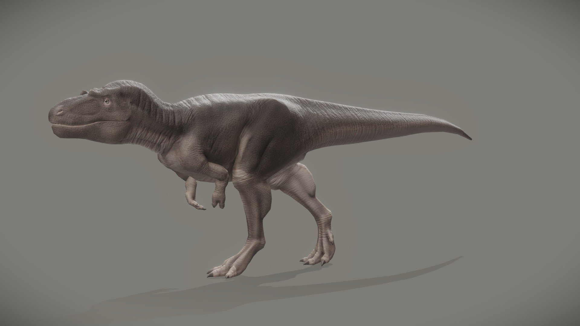 An animated Daspletosaurus Torosus, a creature of the late Cretaceous period, I've made with Blender.

– For more dinosaurs, don't hesitate to take a look at my Prehistoric Animals collection and subscribe to it to stay tuned of new creatures. –

-> Another Tyrannosaurids in this collection.

-> The Daspletosaurus in a diorama 3d model