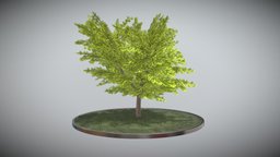Kastanie 21 Meter trees, tree, grass, baum, spring, game-ready, blender-3d, chestnut, kastanie, vis-all-3d, sommer, fruehling, baum-module-4, leaf-tree, 3dhaupt, low-poly, lowpoly, noai, rosskastanie, european-horse-chestnut