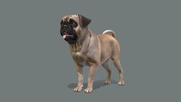 Dog cute, french, dog, pet, pug, hug, frenchbulldog, noai