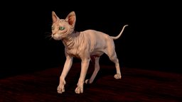 Sphynx hairless Cat cat, sphynx, hairless, sphinx, shpynx, spinx, spynx, hairlesscat, hairles, spyhnx, antiallergic