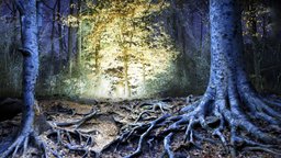 Steele Creek Roots trees, tree, river, buffalo, mystical, night, national, beach, phootgrammetry, arkansas