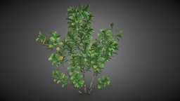 Shrub tree tree, shrub