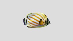 Clown_Butterfly marine, fish, discus, tropical, fishing, river, underwater, coral, ocean, aquarium, tang, bay, water, nature, jellyfish, reef, swim, idle, angelfish, bicolor, clownfish, ocean-creatures, tropical-fish, aquarium-fish, oceanlife, sea, caranx, bannerfish
