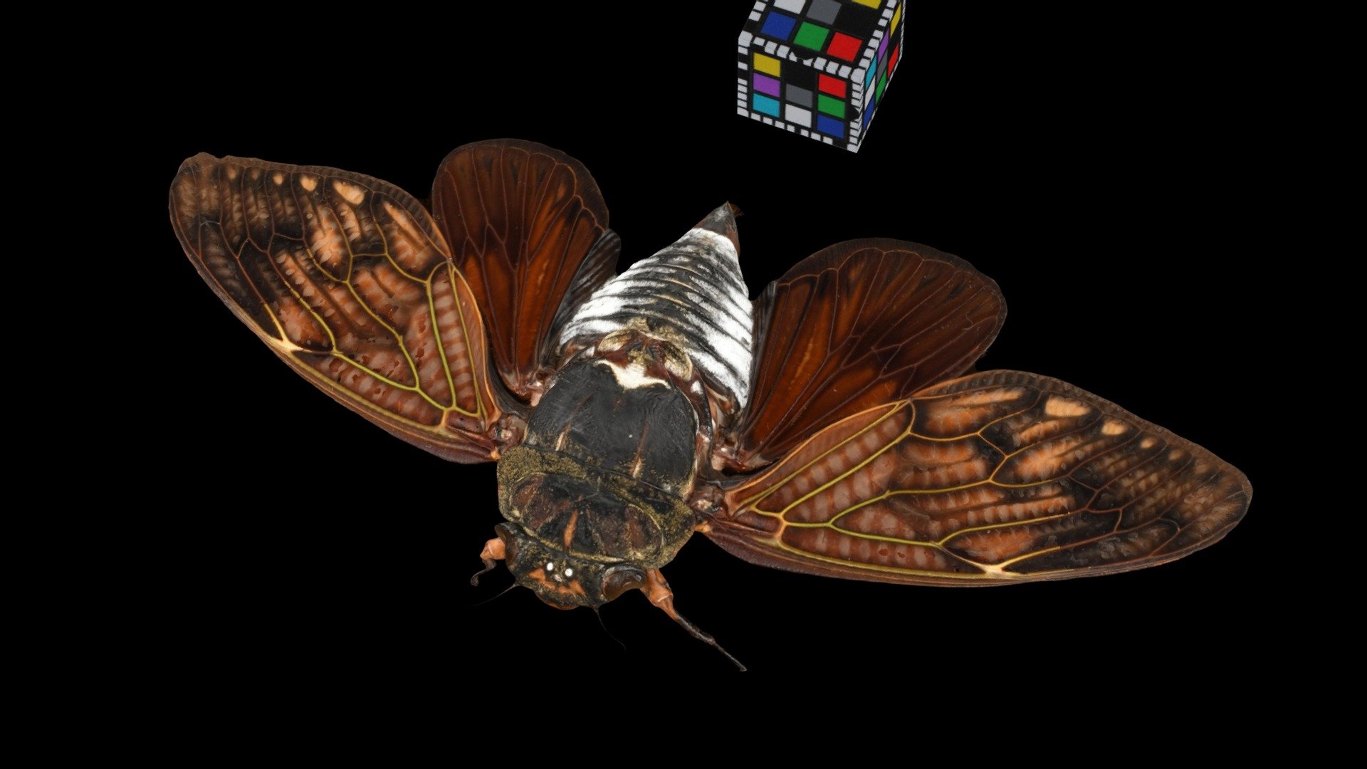Graptopsaltria nigrofuscata.
Kumamoto, Japan. 熊本県人吉盆地.
Detail: https://ffish.asia/s/56293
 - アブラゼミ ♀ Large Brown Cicada, G. nigrofuscata - Download Free 3D model by ffish.asia / floraZia.com (@ffishAsia-and-floraZia) 3d model