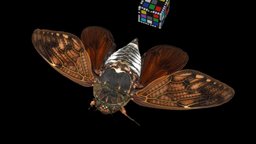 アブラゼミ ♀ Large Brown Cicada, G. nigrofuscata insect, brown, large, cicada, ffishasia, graptopsaltria, nigrofuscata