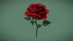 Rose plant, flower, rose, botanical, folliage