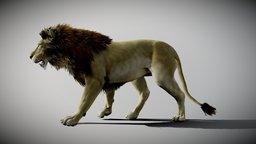 Lion animated cat, tiger, feline, fur, king, lion, simba, jungle, panther, leopard, savannah, mane, mufasa, savana, substancepainter, blender, zbrush, animal