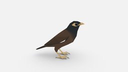 Common myna bird, vr, ar, common, poultry, porps, mynahbirds, lowpoly, myna, mynah, ibirds