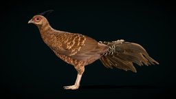 Nepal Kalij Pheasant Bird (Lowpoly) bird, birds, small, animals, unreal, nature, wildlife, nepal, himalayan, pheasant, animalia, pbr, lowpoly, nyilonelycompany, noai, phasianidae, nepal-kalij, kalij_pheasant, simply_kaliji, lophura, leucomelanos, lophura_leucomelanos