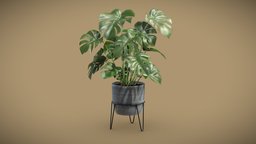 Monstera Deliciosa Pot Stand pot, tropical, indoor, potted, ceramic, monstera, interior, swisscheese, deliciosa