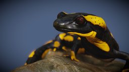Salamander nature, amphibian, salamander, ecology, wildlife, crawling, character, blender, lowpoly, gameasset, creature, animal, walk, animation, 3dmodel, rigged, noai, firesalamander
