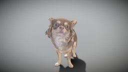 Сhihuahua dog 24 beast, archviz, scanning, dog, pet, animals, visualization, mammal, puppy, domestic, realistic, ukraine, 3dvisualization, qulity, chihuahua, qeen, photoscan, realitycapture, photogrammetry, lowpoly, scan, animal, highpoly, deep3dstudio, coziness, scandog, standwithukraine, shihuahua