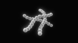 Streptococcus Pyogenes Bacteria anatomy, biology, pathogen, micro, cell, research, health, epidemic, antibiotics, immunology, microbiology, bacterium, bacteriology, publichealth, inflammation, strep, strepa, noai, microbiome, infectiousdisease, bacterialgenetics, bacterialinfection, diseasecontrol, streptococcuspyogenes, groupastreptococcus, strepthroat, scarletfever, necrotizingfasciitis, virulence, microbialpathogenesis, throatinfection, skininfection, toxinproduction, bacterialvirulence, streptococcal, strepoutbreak, contagious, bacterialpathogens, bacterialresistance, "immuneresponse", "streptococcusbacteria"