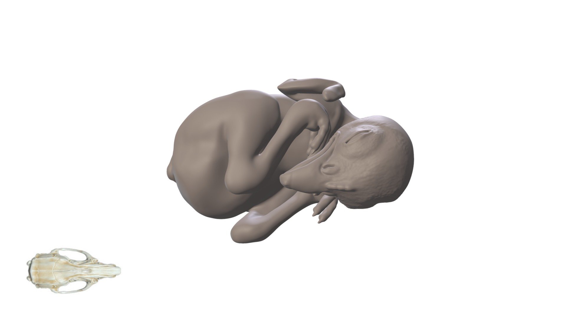 This is the hatch-ling so far. I am going to work on its feet now. I am still not sure about the way the feet are held. I think they need to be more straitened out.  - Chicken hatchling - 3D model by Mieke Roth (@miekeroth) 3d model