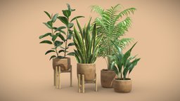 Indoor Plants Pack 65 pot, tropical, palm, concrete, indoor, exotic, potted, ceramic, metal, rubber, palmtree, elegans, elastica, ficus, chamaedorea, interior, rubbertree, aspidistra, sansevierria