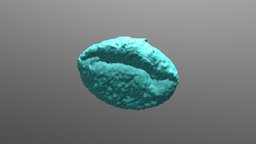 Oak (pedunculate) pollen, dehydrated plants, pollen, 3dpollen