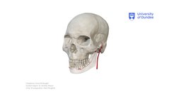 Blood Supply to the TMJ blood, anatomy, dental, tooth, education, medicine, dentistry, dundee, arteries, university-of-dundee, school-of-dentistry, skull