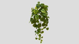 000132_208305 plant, flora, scanned, nature-plants, realitycapture, photogrammetry