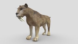Sabertooth body, cat, biology, printing, figure, basemesh, animals, wild, mammal, big, rig, feline, cheetah, african, puma, lion, statue, realistic, jaguar, fiber, jungle, panther, specimen, game-ready, leopard, rainforest, zoology, sabertooth, bigcat, grassland, animal-cartoon, character, game, lowpoly, gameart, gameasset, animal, animation, textured, "sculpture", "rigged", "highpoly"