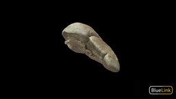 Spleen organ, anatomy, spleen, university-of-michigan, bluelink