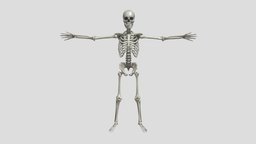Human Skeleton Medical Art Reference 3D Model skeleton, reference, medicine, 3d, art, model, medical, human