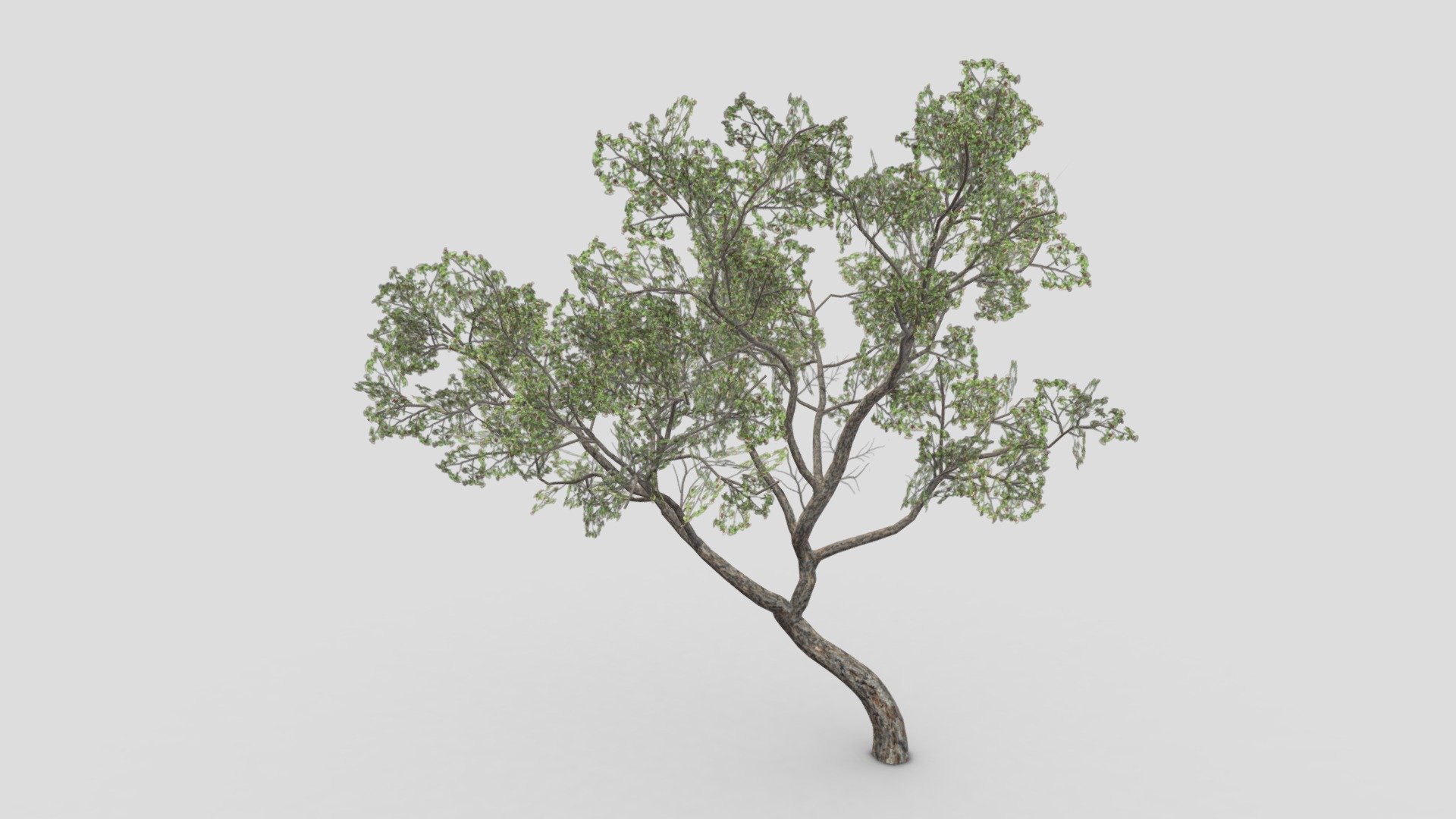 This is a 3D lowpoly Brazilian Pequi Tree. You can you use this for your project and games. The pequi tree grows up to 10 m (30 ft) tall. It is common in the central Brazilian cerrado habitat[1] from southern Pará to Paraná and northern Paraguay. Its leaves are large, tough, hairy and palmate, with three leaflets each. Unlike most other cerrado trees, it bears flowers in the dry winter months, approximately July to September 3d model
