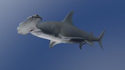 Model 73A shark, fish, biology, life, aquatic, video, photgraphy