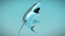 Shark shark, white, ocean, great, jaws, sharks, animal, sea