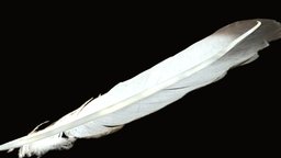 Feather 3d bird, ave, feather, pajaro, pluma, plumas, feather3d