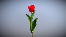 Red Tulip plant, flower, flowers, spring, tulip, vegetation, fleur, nature, tulipe, blossom, redtulip, noai
