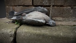 Dead pigeon 3D model iphone, pigeon, dead, photogrametry, photogrammetry, scan, polycam