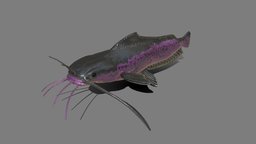 Claria fish, catfish, substancepainter, unity, asset, blender, pbr, animal