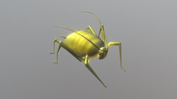 Myzus persicae insect, aphid