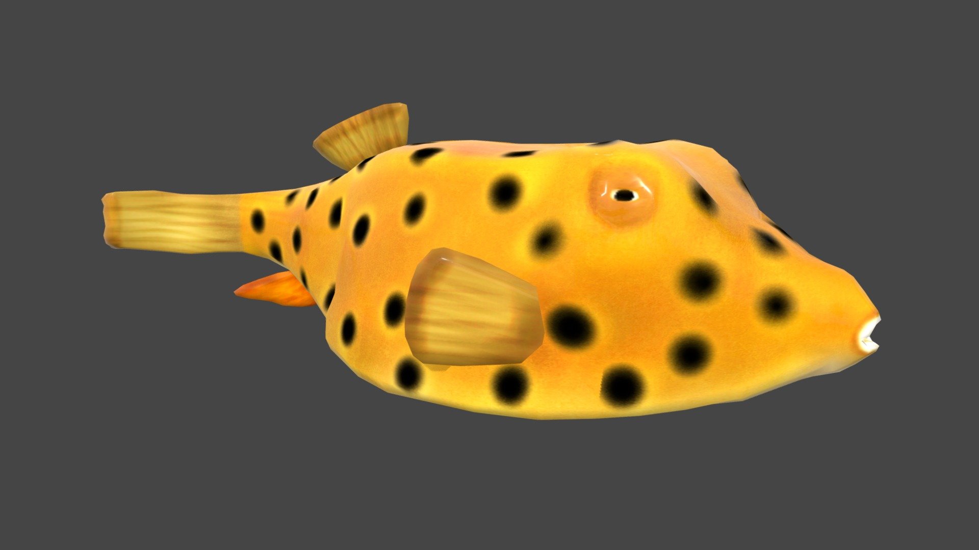 Geometry 
1.8k converted to Triangles Number of faces 
Vertices 
924 Number of vertices 




Low poly, suitable for all types of projects (games or movies) and compatible for both mobile game projects.
Animation Description:

3 anims: swim slow, swim fast, eat. The animation is basic 



Texture description: 
Full PBR maps: Diffuse, Normal, Displayment, Spec, Glossiness, Occlusion. Resolution of 1024 x 1024. 



Format description: 
Original model created by 3dsmax. Additional formats include FBX (you can import directly into the project immediately), obj. 



If there is a need for any type of model, send a message! We will provide. 
Thanks for your interest and love! - Yellow Boxfish - 3D model by josluat91 3d model