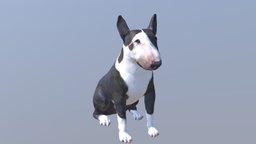 1811004- Luna- Bull Terrier 