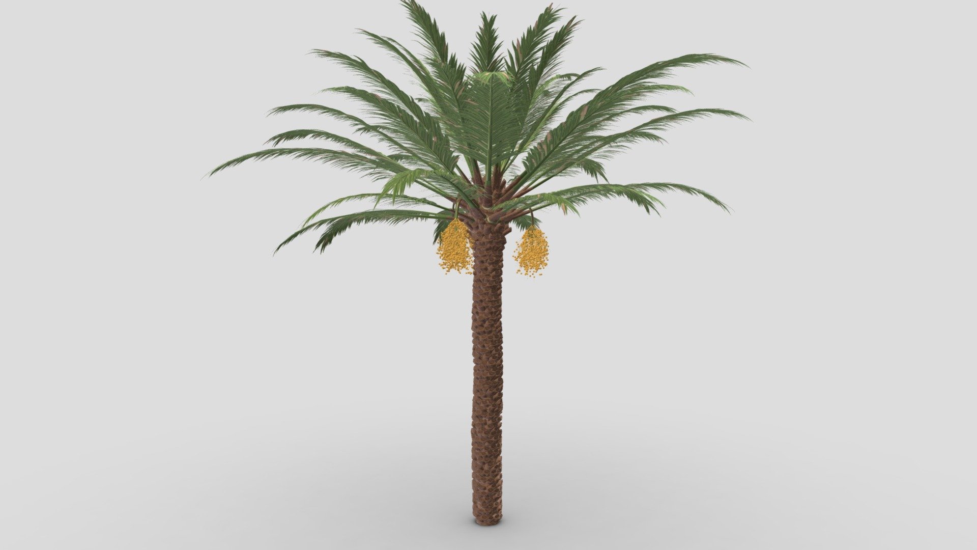 It is a High poly model of a Date Tree. You can you that in your project. I hope this will be useful 3d model