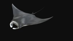 Model 84A marine, biology, life, vr, ar, gopro, sharks, morphology, 3d, blender
